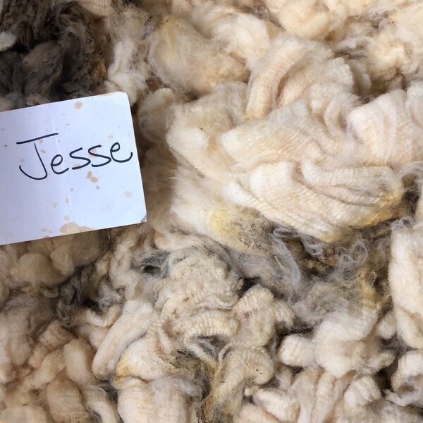 CVM/Romeldale 4 oz Raw Wool, SE2SE