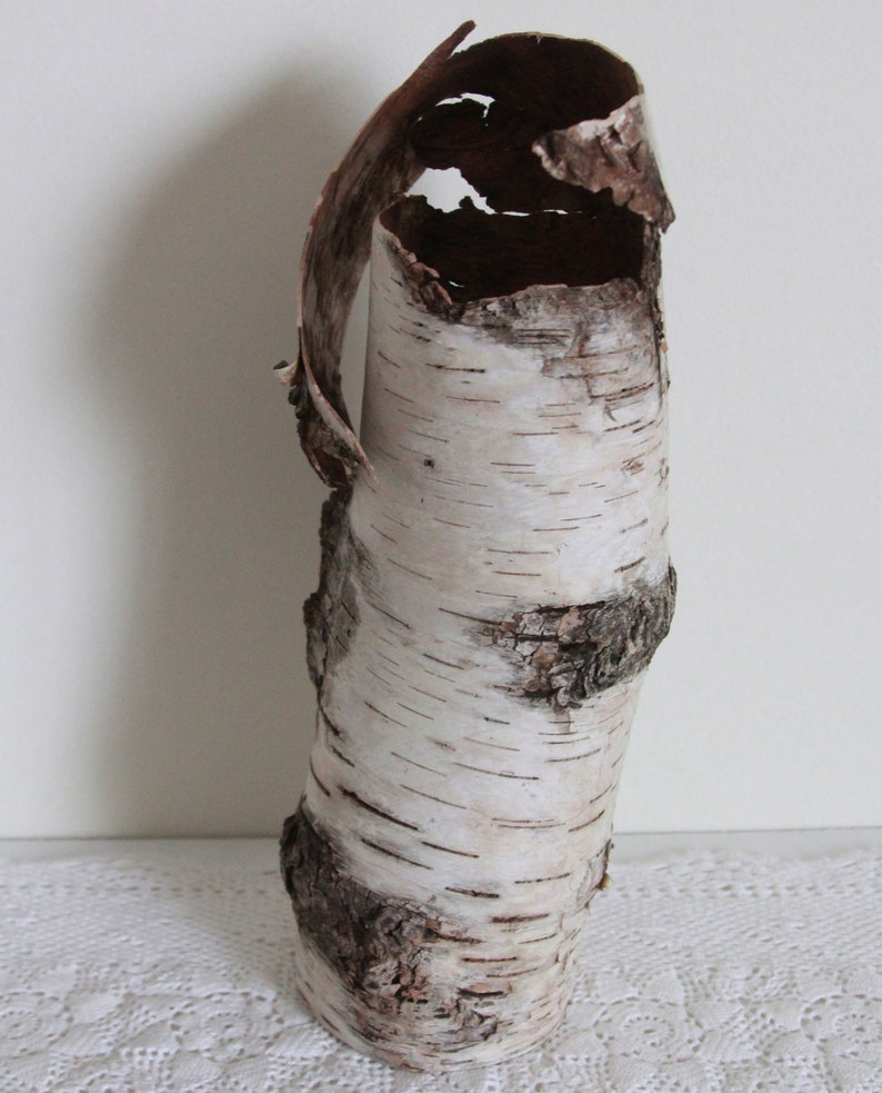 Flower Arranging Beautiful Sleeve of Birch Bark Hollowed Naturally by Decay Natural Birch Bark Sleeve for Crafting Betula Bark C