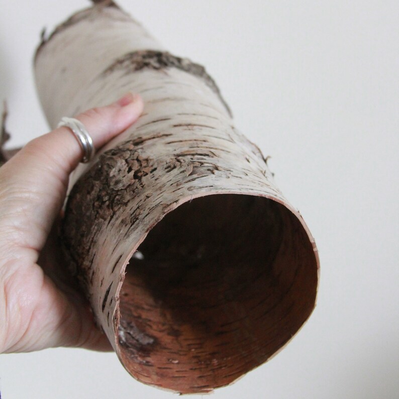 Flower Arranging Beautiful Sleeve of Birch Bark Hollowed Naturally by Decay Natural Birch Bark Sleeve for Crafting Betula Bark C