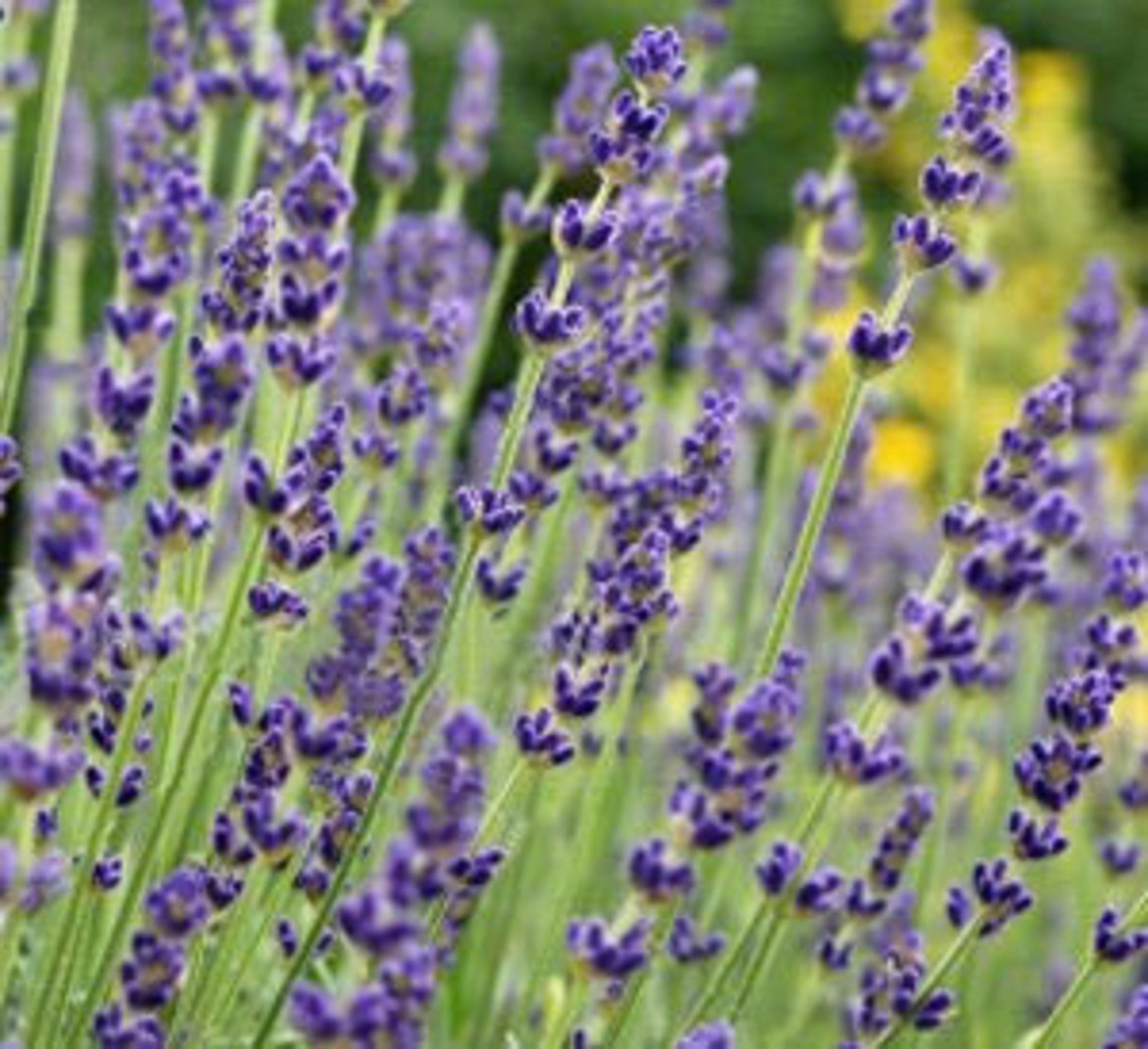 Lavender Oil Anxiety And Stress Remedy Aromatherapy Etsy
