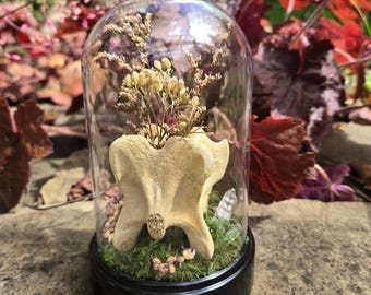 Bone Terrarium || Jar Oddity || Curiosity Cabinet Decor