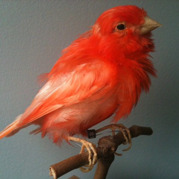 Orange Canary taxidermy, real bird.