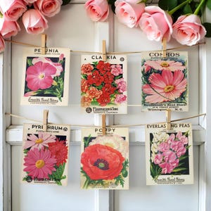 May include: A collection of vintage seed packets showcasing floral illustrations, such as petunias, clarkia, cosmos, pyrethrum, poppy, and ever-lasting peas. The packets are suspended by wooden pegs on a string, with pink roses adorning the background.