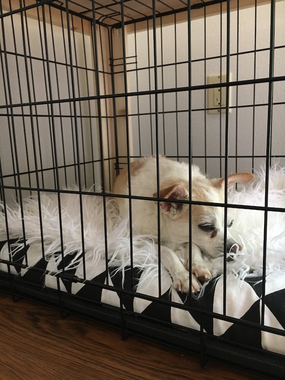 Should You Put Blanket In Dog Crate