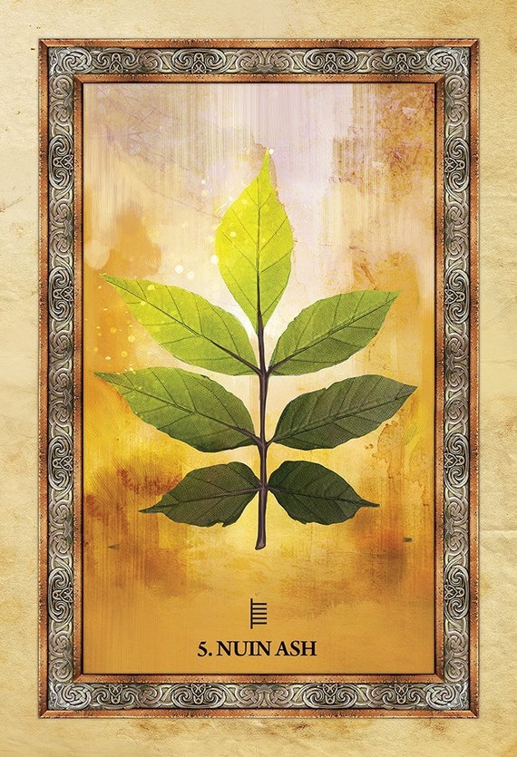 Celtic Tree Oracle Cards & Guidebook Set Tarot Card Deck