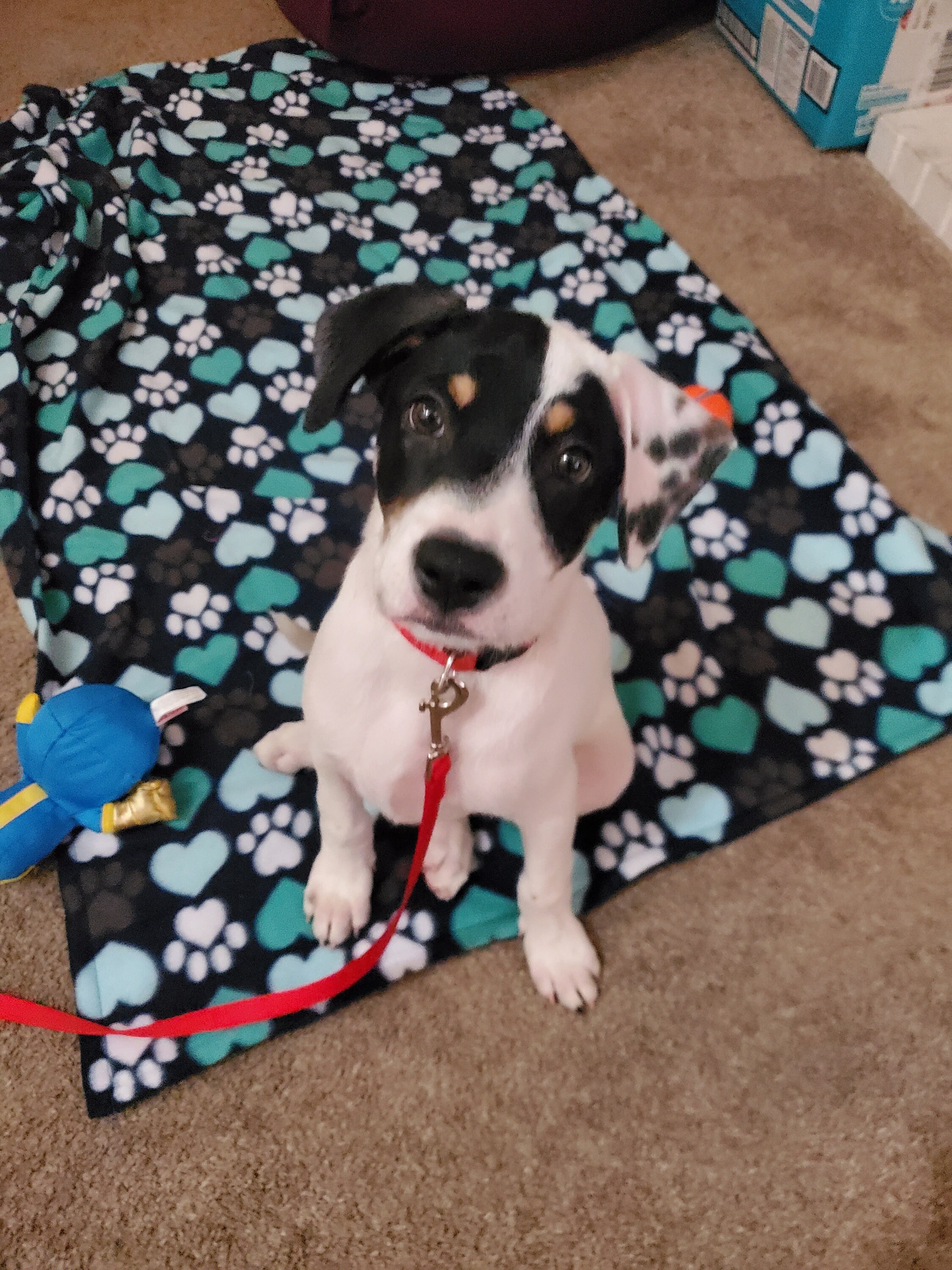 Personalized dog blanket etsy Clearance