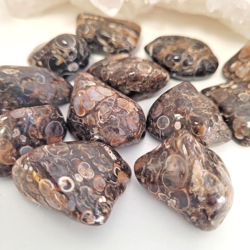 Peut inclure: Une collection de pierres d'agate polies, de couleurs marron et beige, avec des motifs uniques. Les pierres, de tailles et de formes vari&eacute;es, pr&eacute;sentent une finition lisse et brillante. Elles sont expos&eacute;es sur une surface blanche, mettant en valeur leur beaut&eacute; naturelle.