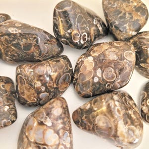 Peut inclure: Un ensemble de pierres polies de forme ovale. Les pierres pr&eacute;sentent un motif mouchet&eacute; de marron, de beige et de blanc, avec une finition brillante. Les pierres varient en taille et sont dispos&eacute;es sur une surface blanche. Ces pierres sont adapt&eacute;es &agrave; la bijouterie ou &agrave; la d&eacute;coration.
