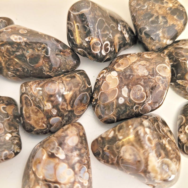 Peut inclure: Un ensemble de pierres polies de forme ovale. Les pierres pr&eacute;sentent un motif mouchet&eacute; de marron, de beige et de blanc, avec une finition brillante. Les pierres varient en taille et sont dispos&eacute;es sur une surface blanche. Ces pierres sont adapt&eacute;es &agrave; la bijouterie ou &agrave; la d&eacute;coration.