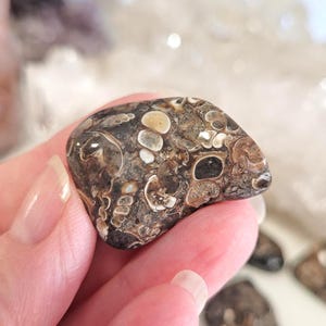 Peut inclure: Une pierre fossilis&eacute;e polie avec un motif unique de marques beiges, marron et noires. La pierre a une forme lisse et arrondie. La surface pr&eacute;sente des d&eacute;tails complexes, sugg&eacute;rant un sp&eacute;cimen g&eacute;ologique naturel. La pierre est tenue dans une main.