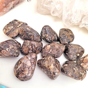 Peut inclure: Une collection de pierres de jaspe l&eacute;opard polies. Les pierres pr&eacute;sentent un m&eacute;lange de couleurs marron, beige et cr&egrave;me avec des motifs tachet&eacute;s uniques. Les pierres varient en taille et en forme, avec un aspect lisse et arrondi.