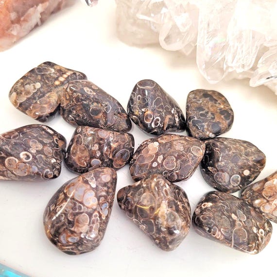 Turritella Agate Crystal Tumble Stone • Ethically Sourced