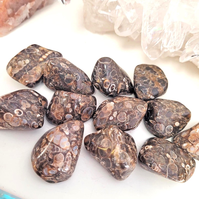 Peut inclure: Une collection de pierres de jaspe l&eacute;opard polies. Les pierres pr&eacute;sentent un m&eacute;lange de couleurs marron, beige et cr&egrave;me avec des motifs tachet&eacute;s uniques. Les pierres varient en taille et en forme, avec un aspect lisse et arrondi.