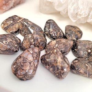 Peut inclure: Une collection de pierres de jaspe l&eacute;opard polies. Les pierres pr&eacute;sentent un motif mouchet&eacute; de couleurs marron, noir et cr&egrave;me. Les pierres sont lisses et arrondies, avec une finition brillante. Les pierres sont de tailles et de formes vari&eacute;es.