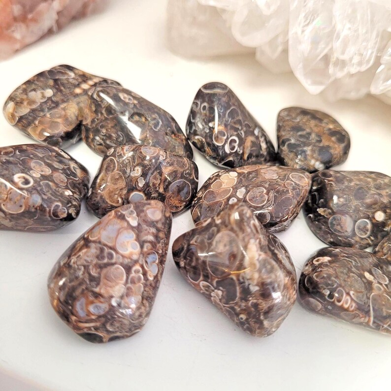 Peut inclure: Une collection de pierres de jaspe l&eacute;opard polies. Les pierres pr&eacute;sentent un motif mouchet&eacute; de couleurs marron, noir et cr&egrave;me. Les pierres sont lisses et arrondies, avec une finition brillante. Les pierres sont de tailles et de formes vari&eacute;es.
