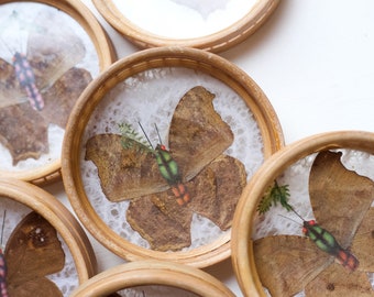 Vintage Pressed Butterfly Coasters set of 6 - Glass and Wicker Frame