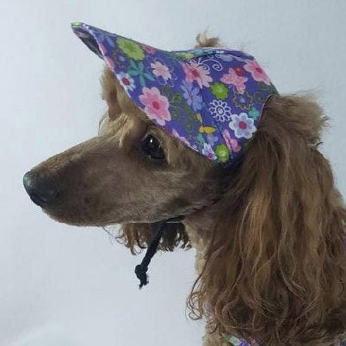 Dog Hat Blue Pawsome Etsy