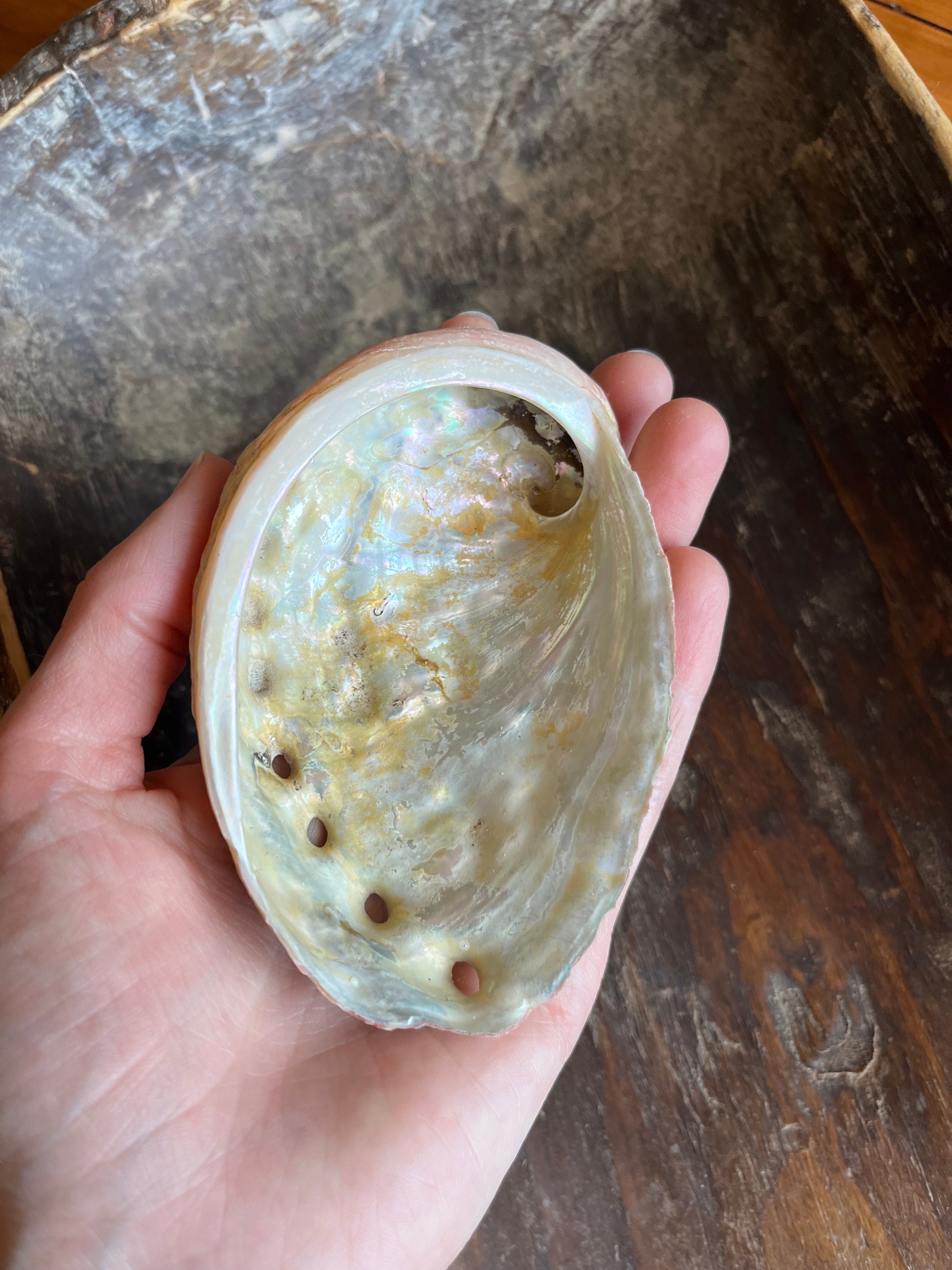 Abalone Shells Set of 3 - Etsy