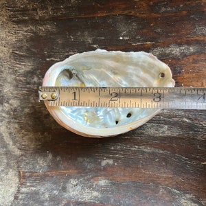 Abalone Shells Set of 3 - Etsy