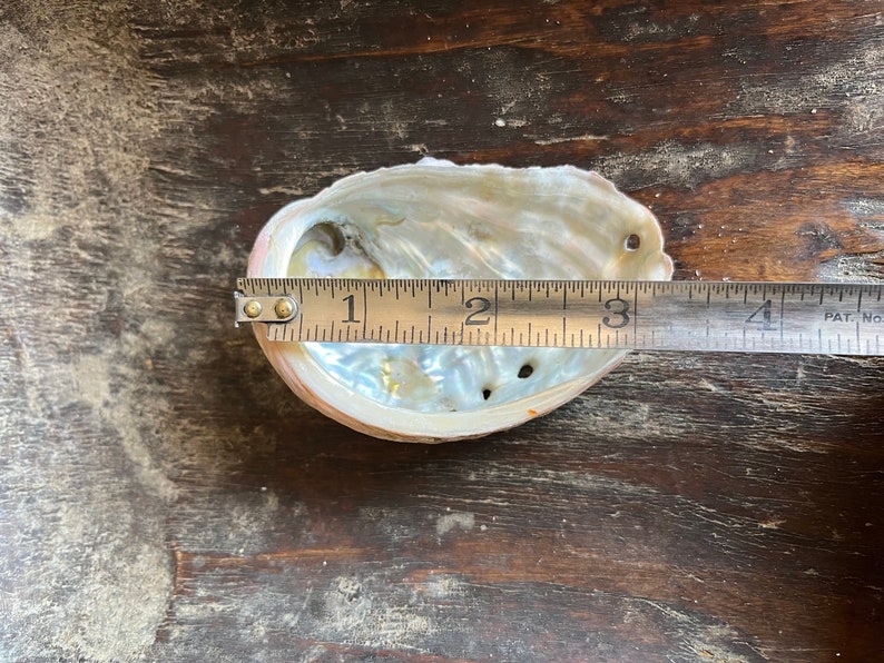 Shell On Ruler Abalone Shells Set of 3 - Etsy