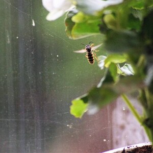 Bee & Begonia | Art Print | Macro Photography