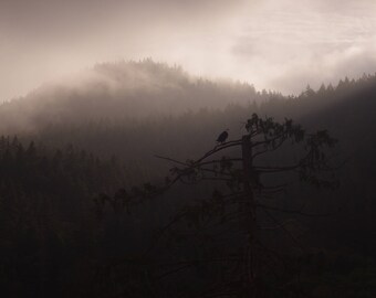 Aigle à tête blanche dans la lumière du matin montagne | Impression d’art | Photographie de paysage