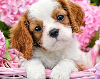 Cavalier King Charles Spaniel DIY Diamond Art Painting (40 x 30cm)