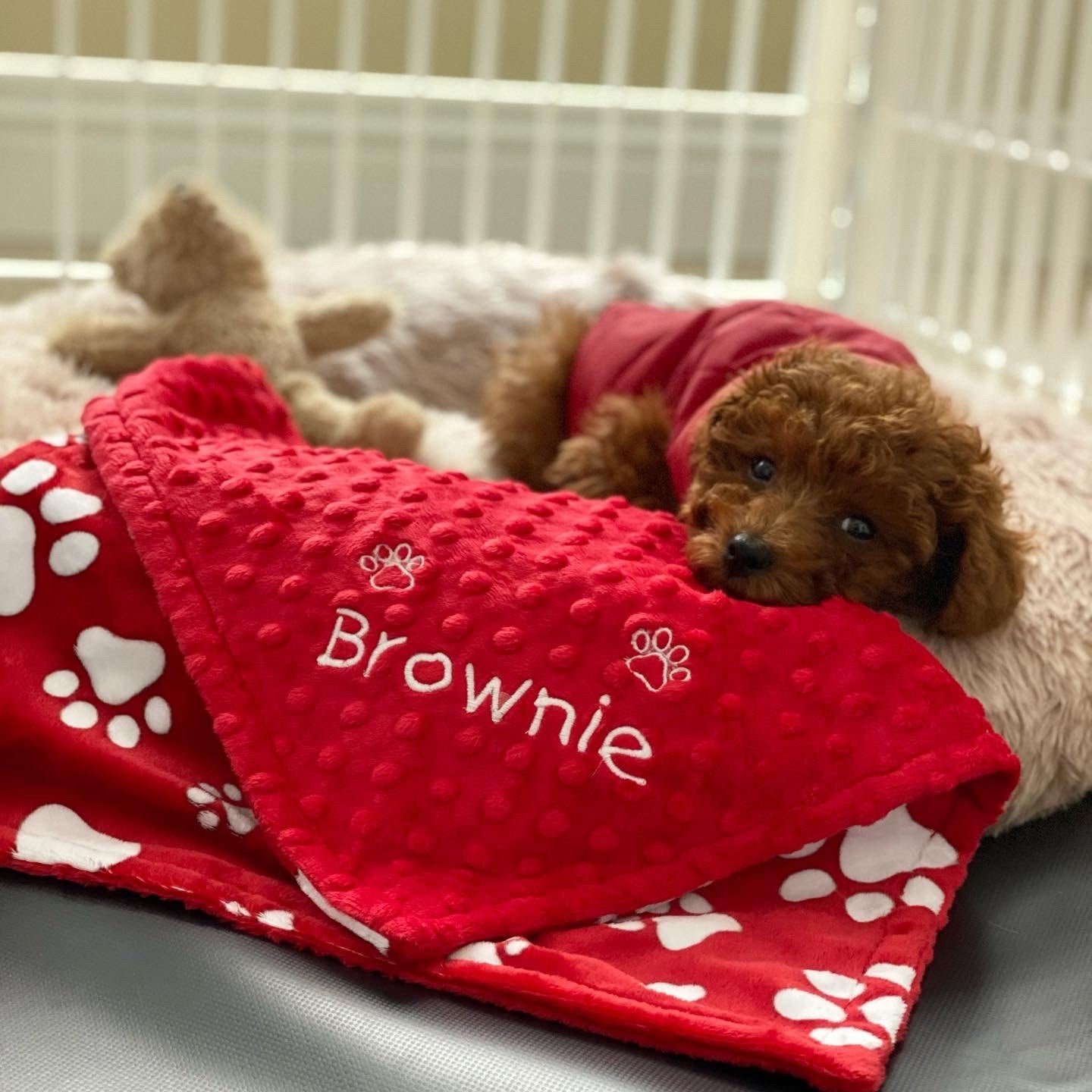 red dog blanket