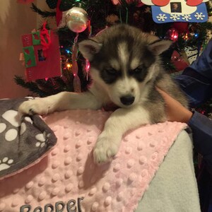 Op de afbeelding: Een grijs-witte husky puppy met blauwe ogen ligt op een roze-grijze deken met het woord "Pepper" erop geborduurd. De puppy ligt voor een kerstboom die versierd is met kerstballen en lampjes.