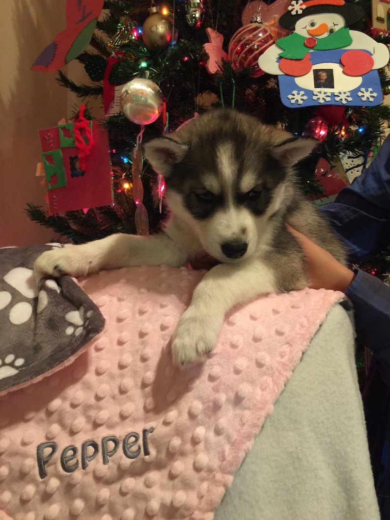 Op de afbeelding: Een grijs-witte husky puppy met blauwe ogen ligt op een roze-grijze deken met het woord "Pepper" erop geborduurd. De puppy ligt voor een kerstboom die versierd is met kerstballen en lampjes.