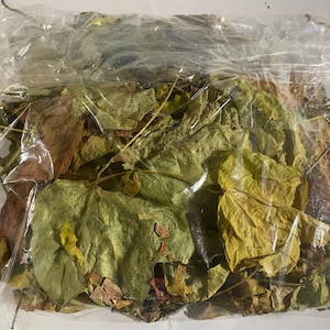 Op de afbeelding: Een plastic zak gevuld met verschillende gedroogde bladeren in tinten groen, bruin en geel.