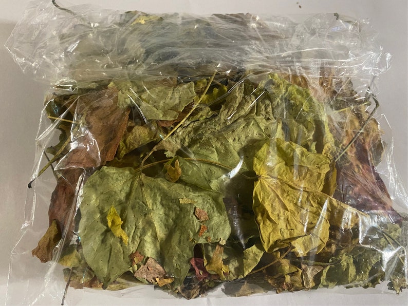 Op de afbeelding: Een plastic zak gevuld met verschillende gedroogde bladeren in tinten groen, bruin en geel.