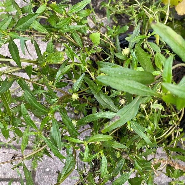 Espanta Muerto - False Daysi -Eclipta Próstata- Eclipta Alba - Bhringraj-Yerba de Trajo - Ghost Chaser - Fresh Cuttings   Herbs