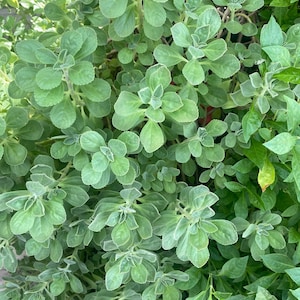 May include: Close-up of a lush green plant with rounded, light green leaves and stems. The leaves have a soft, velvety texture and are arranged in dense clusters. The plant appears healthy and vibrant, with a mix of light and dark green hues.