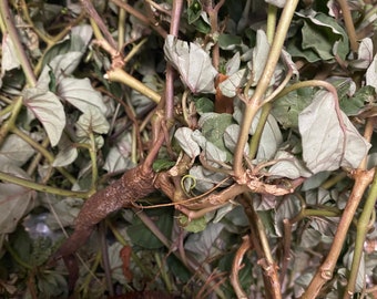 Atiponla -Tostón-Punarnava Boerhavia Diffusa Attacks Riches- Prosperity Fresh Cutting Herbs - Spiritual Cleansing