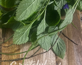 Verbena - cimarrona blue Vervain - Poterweed Fresh Plant Cuttings /Herbs
