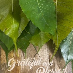 Álamo / Cottonwood Fresh Cutting Protection Spiritual Cleansing Herb Cuttings Leaf