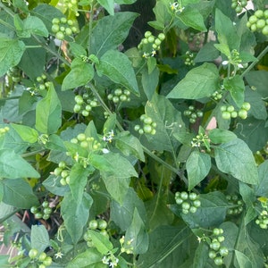 May include: Close-up of a plant with vibrant green leaves and clusters of small, round, green berries. Tiny white flowers with yellow centers are scattered throughout the foliage. The plant appears to be growing outdoors.