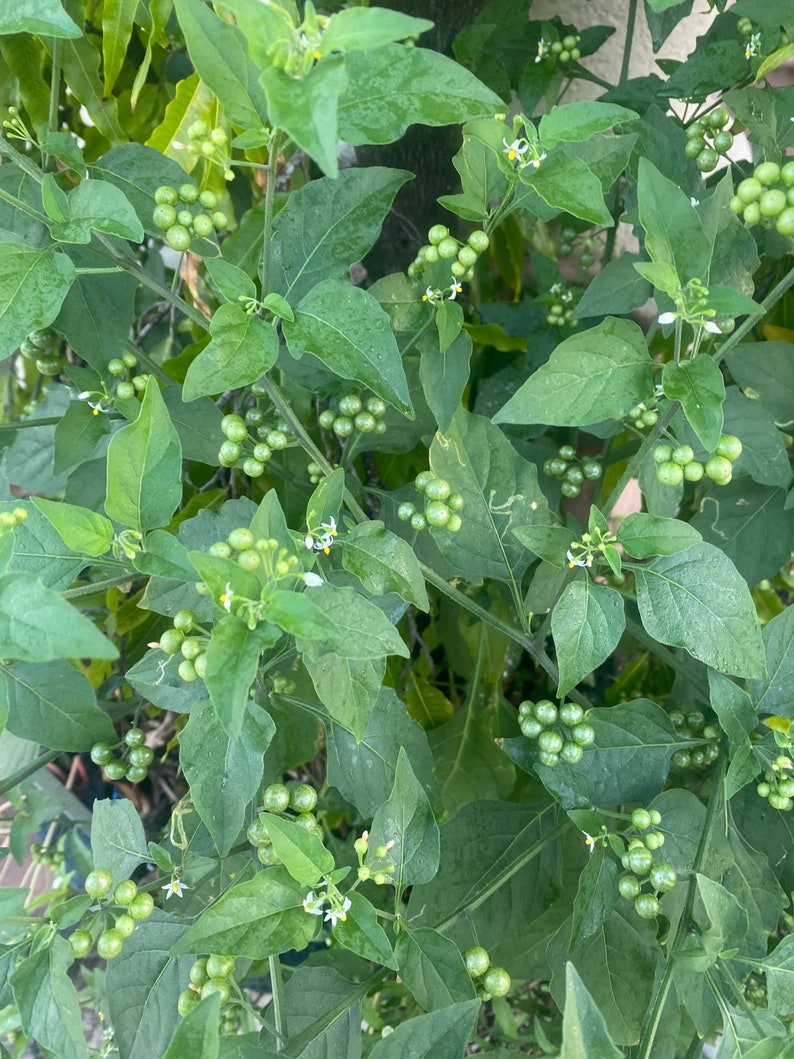 May include: Close-up of a plant with vibrant green leaves and clusters of small, round, green berries. Tiny white flowers with yellow centers are scattered throughout the foliage. The plant appears to be growing outdoors.