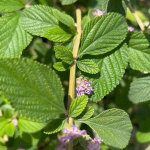 May include: A close-up of a green leafy plant with small purple flowers. The plant has a thin, brown stem and the leaves are arranged in a spiral pattern.