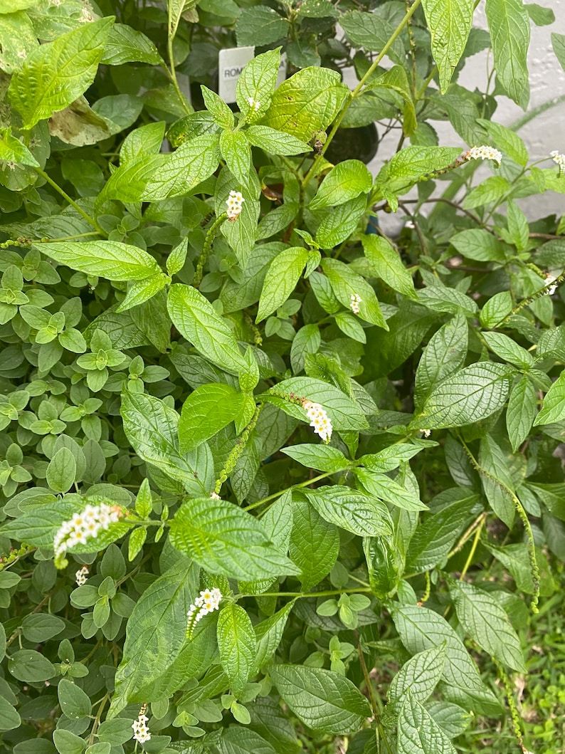 Alacráncillo / Rabo De Alacrán Fresh Cutting, Cleansing Herb image 1