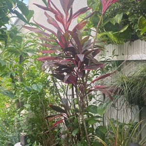 May include: A lush garden scene featuring a vibrant Cordyline plant with deep red and burgundy leaves. The plant is surrounded by various green foliage, creating a dense and textured backdrop. A white decorative stool is visible in the background.