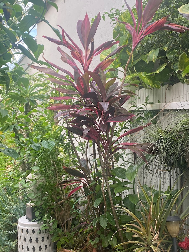 May include: A lush garden scene featuring a vibrant Cordyline plant with deep red and burgundy leaves. The plant is surrounded by various green foliage, creating a dense and textured backdrop. A white decorative stool is visible in the background.