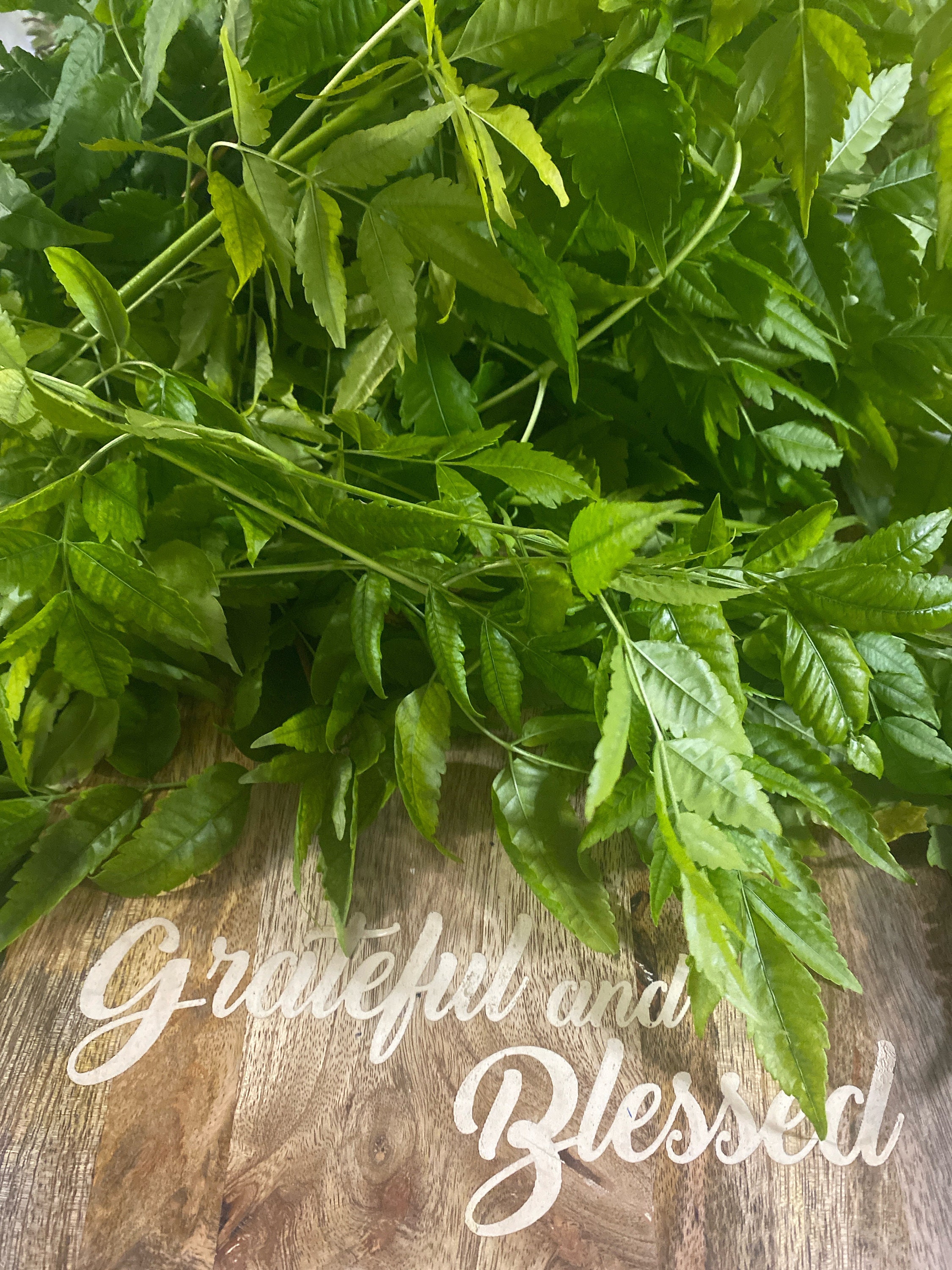 Paraíso - Leli- Paradise Fresh Cuttings Spiritual Cleansing Herb 
