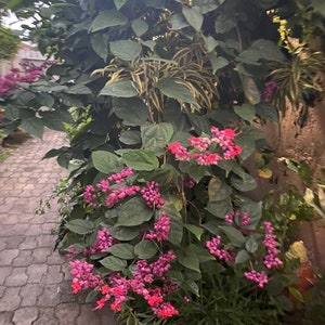 May include: A lush garden scene featuring vibrant pink and red flowers, surrounded by large green leaves and other foliage. A brick pathway is visible on the left side, with a wall on the right. The flowers are in full bloom.