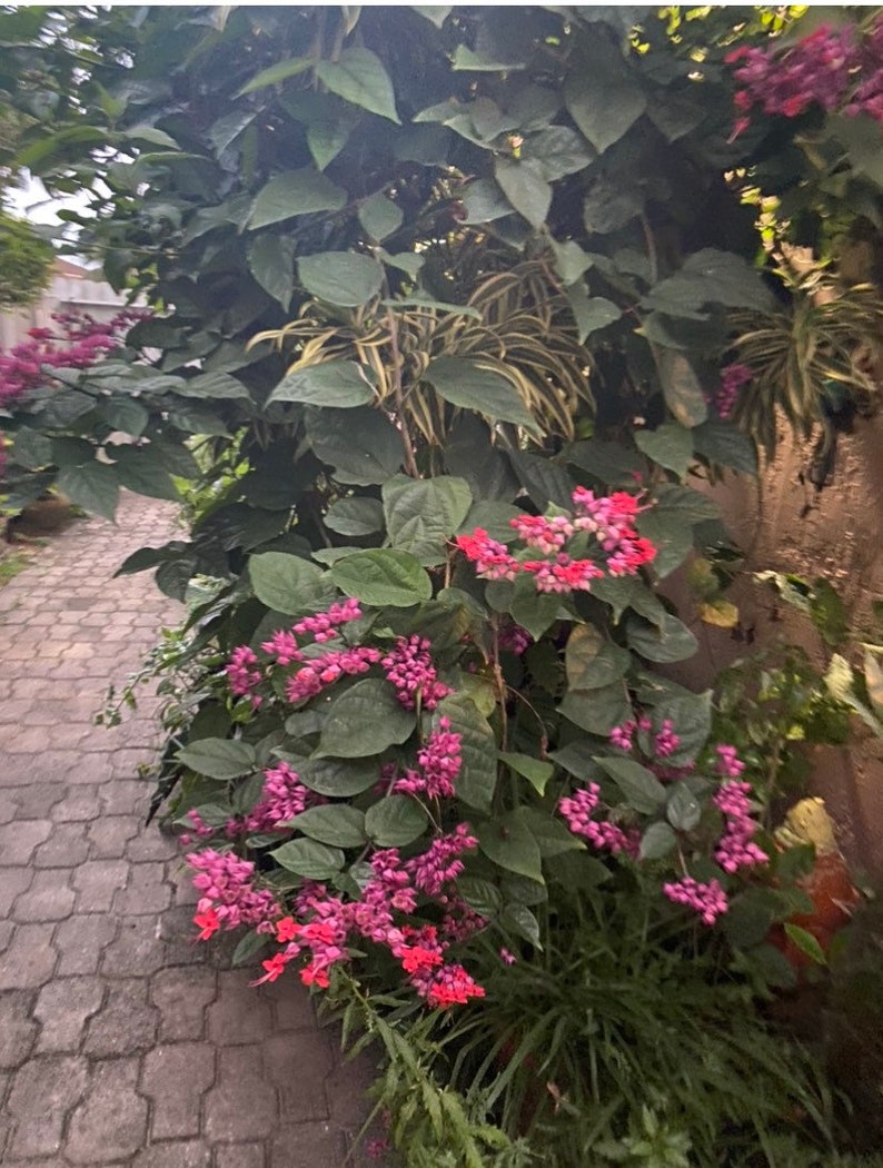 May include: A lush garden scene featuring vibrant pink and red flowers, surrounded by large green leaves and other foliage. A brick pathway is visible on the left side, with a wall on the right. The flowers are in full bloom.