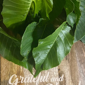 May include: A close-up of lush green leaves arranged on a wooden surface with the text "Grateful and Blessed" written in white.