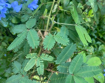 May include: A close-up of a green mimosa pudica plant with delicate, feathery leaves. The plant is growing in a garden setting with blue flowers in the background.