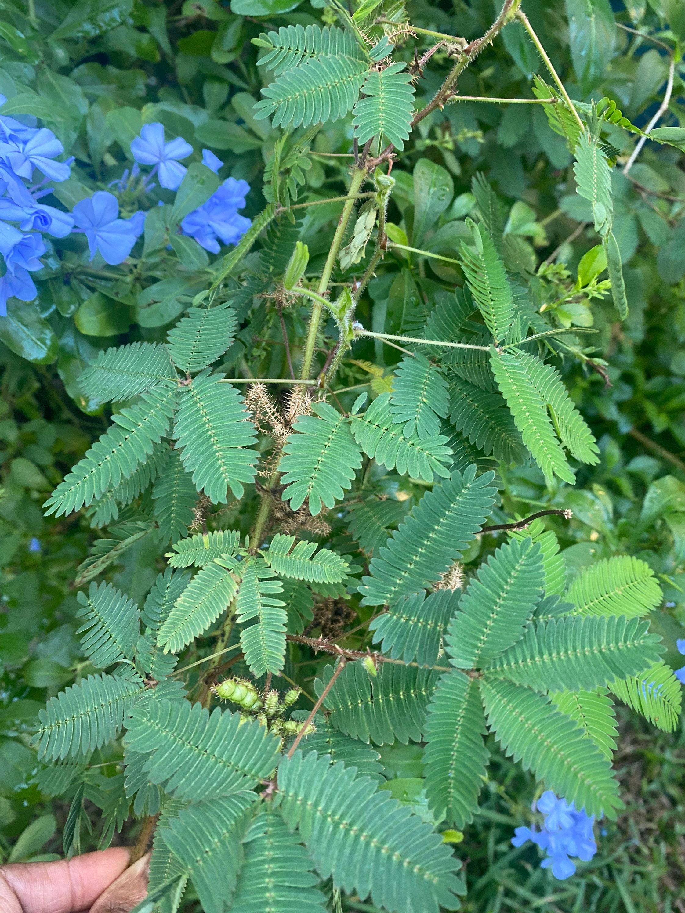 mini kiwi plant Kiwi