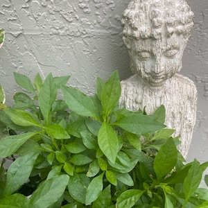 May include: A gray stone statue of a meditating Buddha, with a detailed head and face, is placed in front of a green leafy plant.